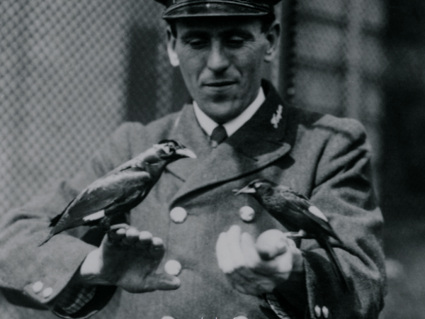 Des oiseaux comme éléments d’histoire naturelle de la&nbsp;guerre